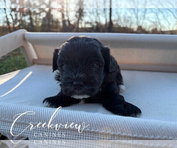 Medium Photo #7 Havapoo Puppy For Sale in NIANGUA, MO, USA