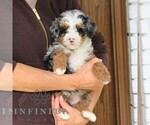 Small #3 Bernedoodle (Miniature)