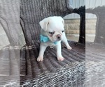 Small Photo #4 Pug Puppy For Sale in NILES, MI, USA