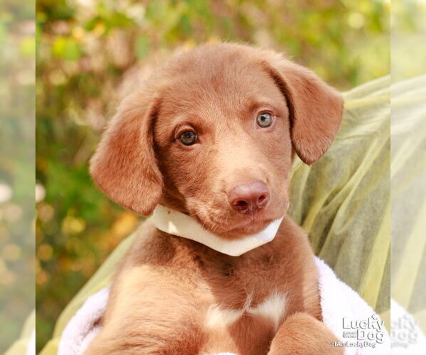 Medium Photo #1 Chesador Puppy For Sale in Washington, DC, USA
