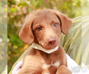 Chesador Dogs for adoption in Washington, DC, USA