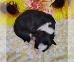 Small Photo #126 Border Collie Puppy For Sale in NORBORNE, MO, USA