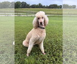 Small #2 Poodle (Standard)