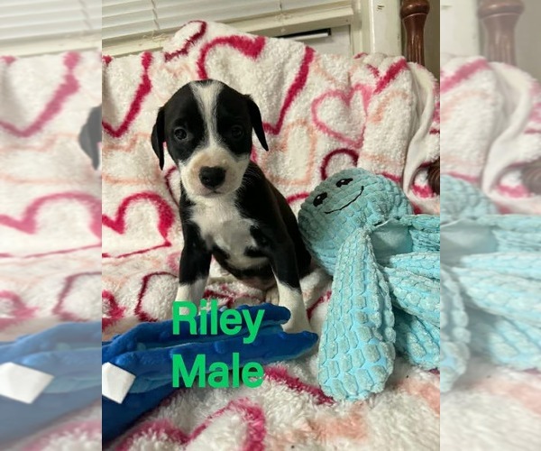 Medium Photo #1 Labrador Retriever-Unknown Mix Puppy For Sale in pomfret, CT, USA