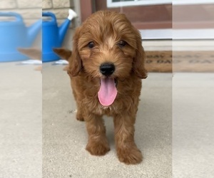 Goldendoodle (Miniature) Puppy for sale in INDIANAPOLIS, IN, USA