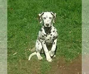 Mother of the Dalmatian puppies born on 02/20/2019