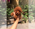 Small Photo #1 Poodle (Toy) Puppy For Sale in Ha Dong, Ha Noi, Vietnam