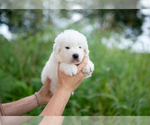 Small #6 Maremma Sheepdog