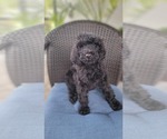 Small #6 Labradoodle