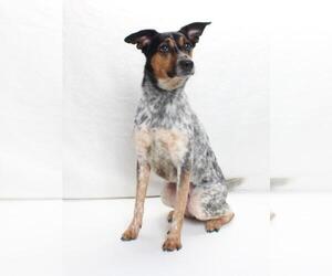 Medium Mutt