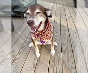 Cholena - Female Siberian Husky-Unknown Mix Dog for Adoption - Photo #5