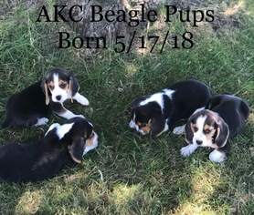 Beagle Puppy for sale in EMMETT, MI, USA