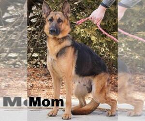 Mother of the German Shepherd Dog puppies born on 11/22/2019