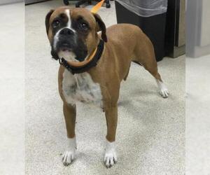 Boxer Dogs for adoption in Riverside, CA, USA