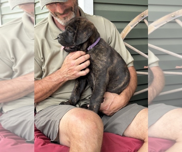 Medium Photo #48 Rotticorso Puppy For Sale in REEVESVILLE, SC, USA