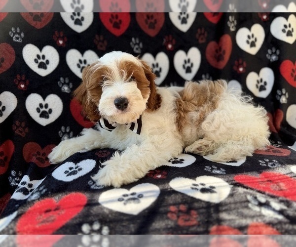 Medium Photo #8 Cock-A-Poo Puppy For Sale in LAKELAND, FL, USA