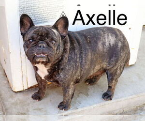 French Bulldog Dogs for adoption in Mission Viejo, CA, USA