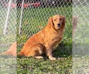 Golden Retriever Dogs for adoption in Lewistown, PA, USA