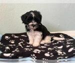 Small #1 Havanese
