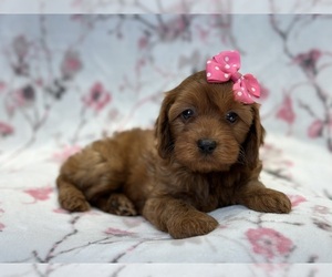 Cavapoo Puppy for sale in LAKELAND, FL, USA