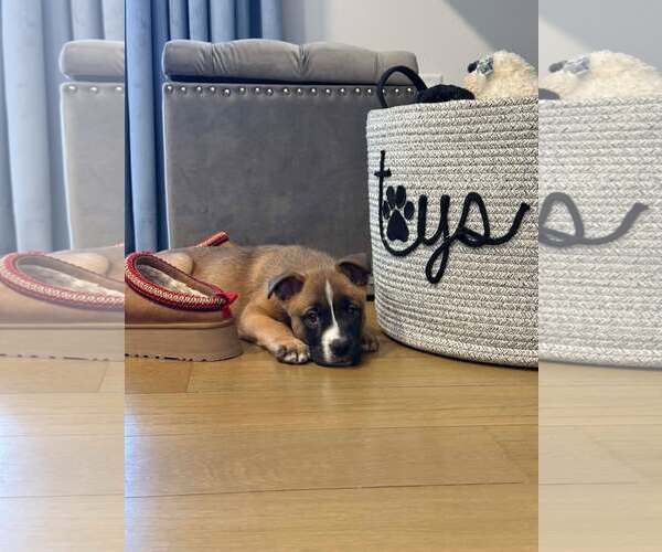 Medium Photo #2 Boxer-Unknown Mix Puppy For Sale in pomfret, CT, USA