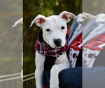 Small Photo #1 American Pit Bull Terrier-Unknown Mix Puppy For Sale in Wakefield, RI, USA