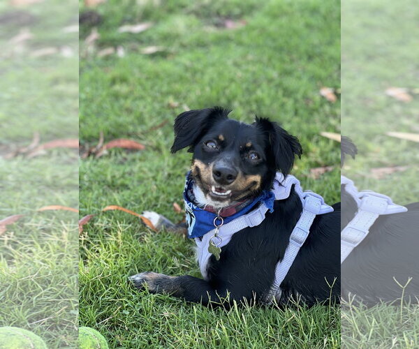 Medium Photo #3 Dachshund-Unknown Mix Puppy For Sale in Los Angeles, CA, USA