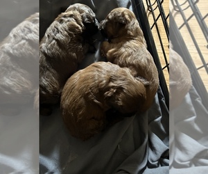 ShihPoo Puppy for sale in MARSHALL, AR, USA