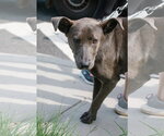 Small Photo #4 Carolina Dog-Unknown Mix Puppy For Sale in Oakhurst, NJ, USA