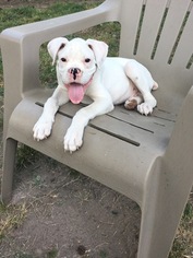 Boxer Puppy for sale in CARL JUNCTION, MO, USA