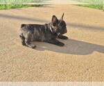 Small #2 French Bulldog