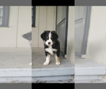 Small Photo #2 Australian Shepherd Puppy For Sale in COVE, OR, USA