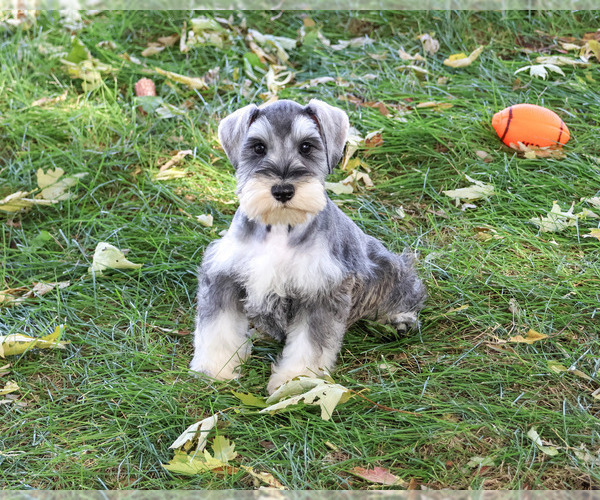 Medium Photo #6 Schnauzer (Miniature) Puppy For Sale in SYRACUSE, IN, USA