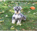Roosevelt - Male Schnauzer (Miniature) Puppy for Sale - Photo #6