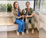 Small #2 Beagle Mix