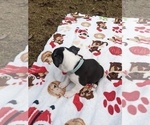 Small Photo #23 Boston Terrier Puppy For Sale in MACON, GA, USA