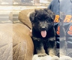 Small Photo #40 German Shepherd Dog Puppy For Sale in BRIGHTON, CO, USA