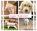 Puppy Light Pink Girl Golden Retriever
