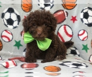 Poodle (Miniature) Puppy for sale in LAKELAND, FL, USA