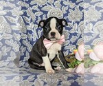 Small Photo #1 Boston Terrier Puppy For Sale in EPHRATA, PA, USA