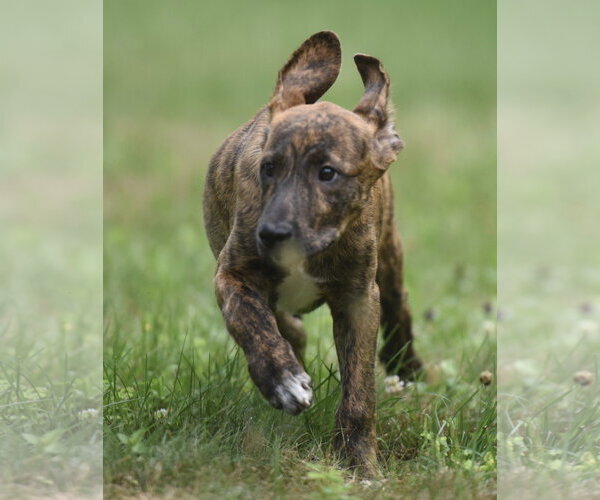 Medium Photo #8 Plott Hound-Unknown Mix Puppy For Sale in Mechanicsburg, PA, USA