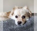 Small #7 Pekingese Mix