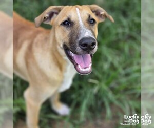 Ragne - Male Black Mouth Cur-Unknown Mix Dog for Adoption - Photo #4