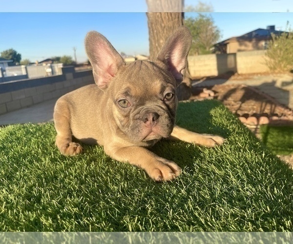 Medium Photo #8 French Bulldog Puppy For Sale in LONG BEACH, CA, USA