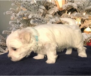 Maltese Puppy for sale in OCALA, FL, USA