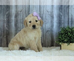 English Cream Golden Retriever Puppy for sale in FREDERICKSBG, OH, USA