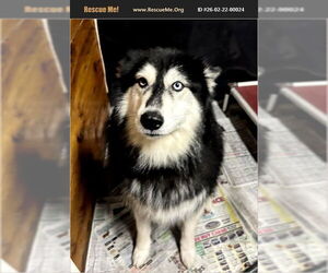 Alusky Dogs for adoption in Benton, PA, USA