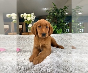 Golden Retriever Puppy for sale in GREENFIELD, IN, USA