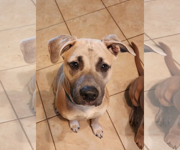 Medium Photo #1 Black Mouth Cur-Unknown Mix Puppy For Sale in Spring, TX, USA