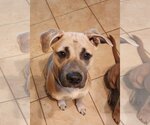 Small Black Mouth Cur Mix
